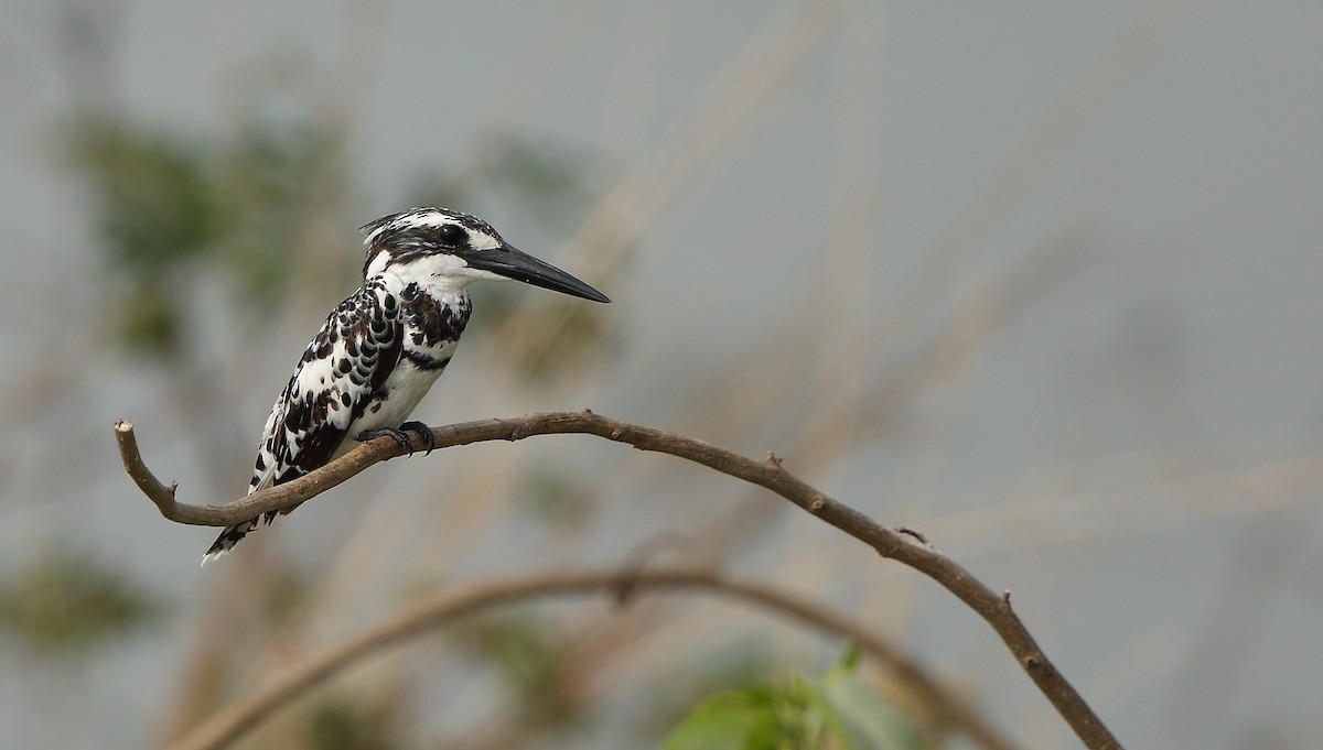 Pied Kingfisher - ML235660101