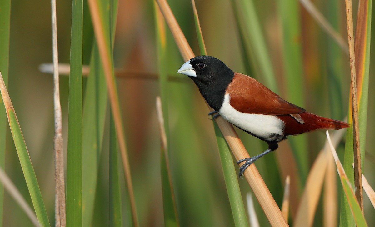 Tricolored Munia - ML235660151