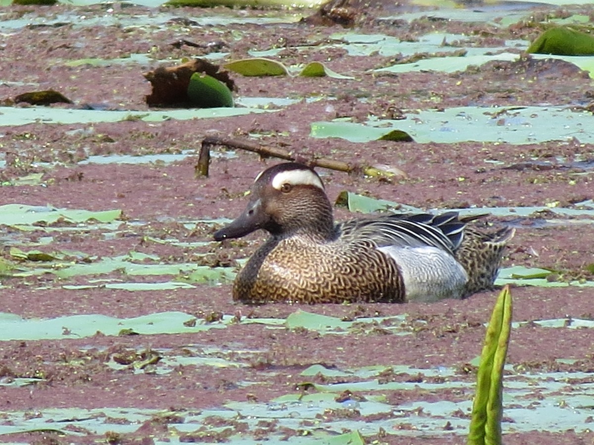 Garganey - ML235660311