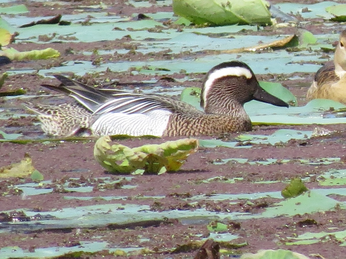 Garganey - ML235660391