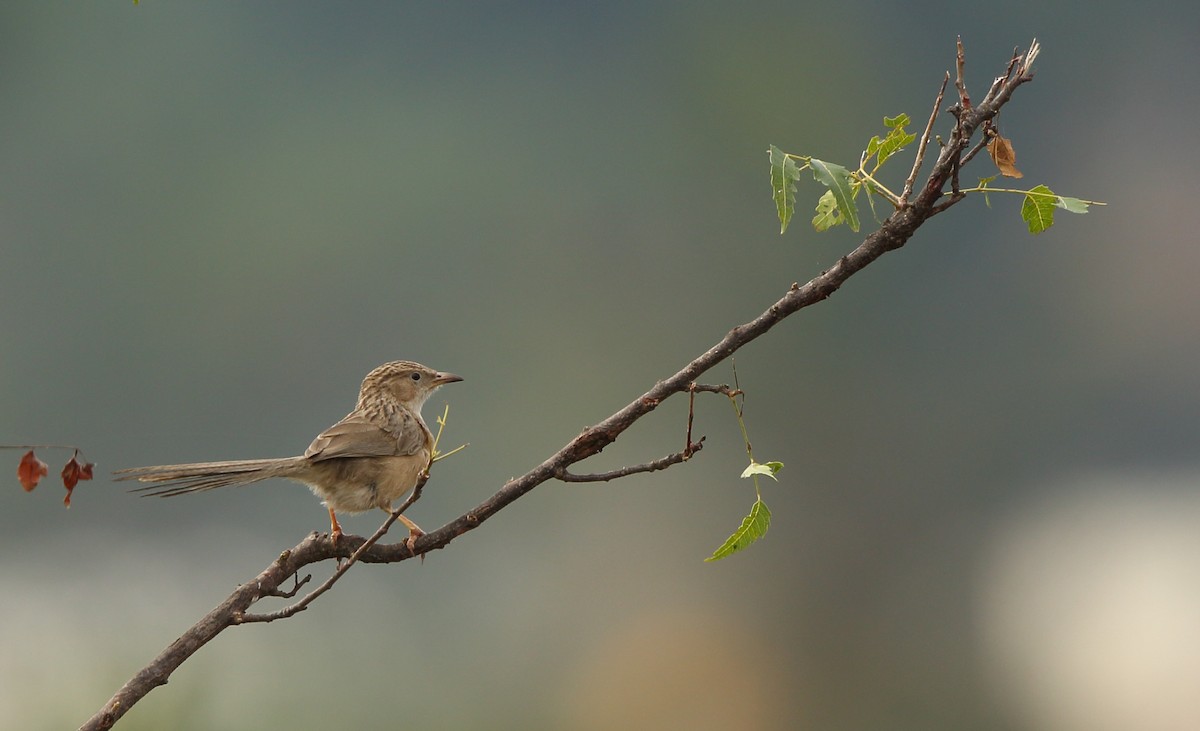 Common Babbler - Albin Jacob