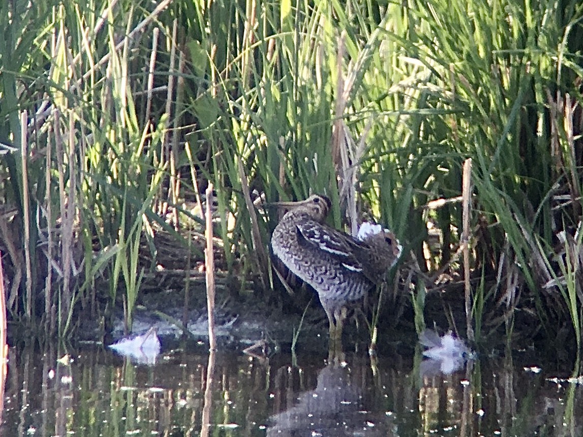 Great Snipe - ML235660841