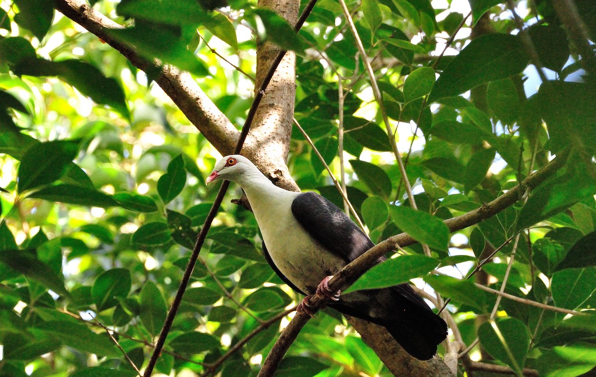 White-headed Pigeon - ML235662971