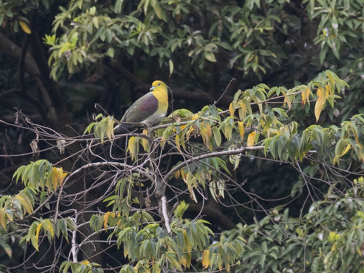 White-bellied Green-Pigeon - Simon Colenutt