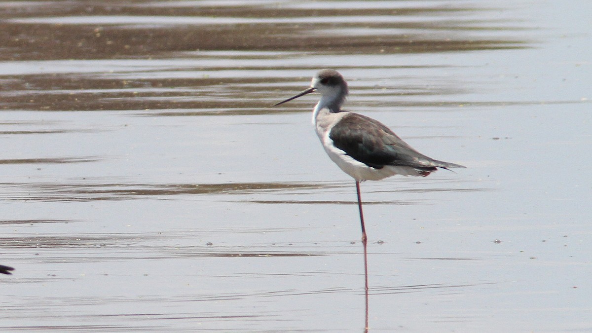 Black-winged Stilt - ML23566351