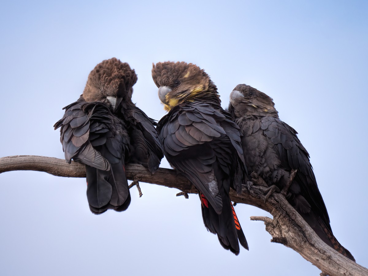 Cacatúa Lustrosa - ML235663741