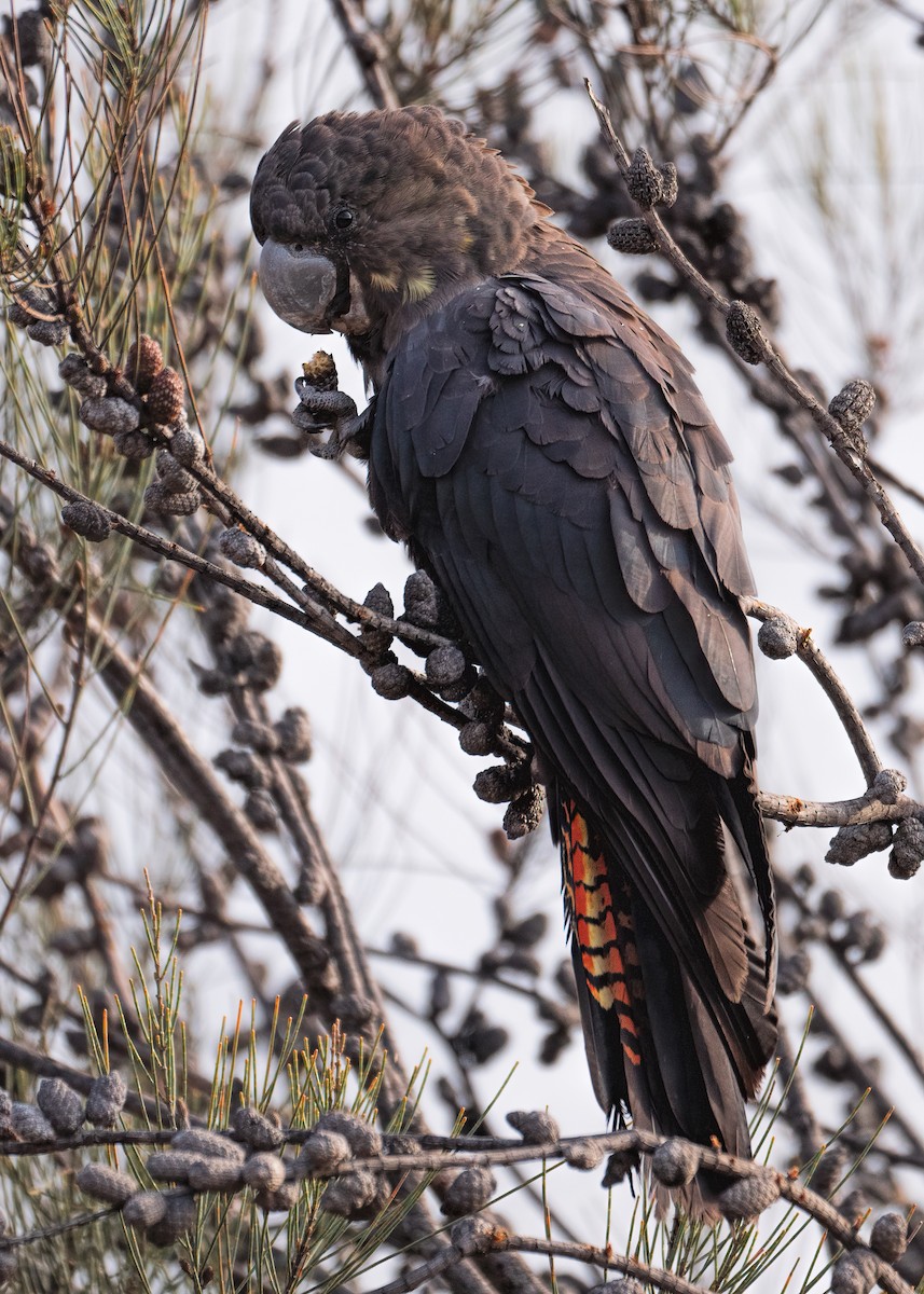 Cacatúa Lustrosa - ML235663751