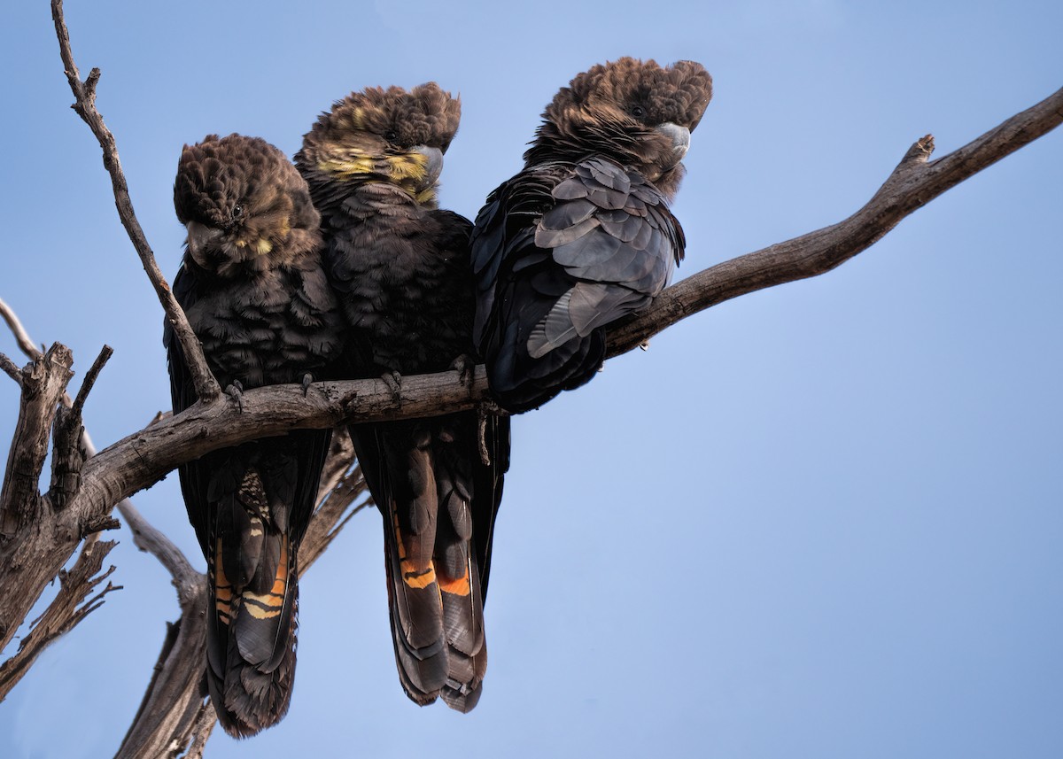 Cacatúa Lustrosa - ML235663761