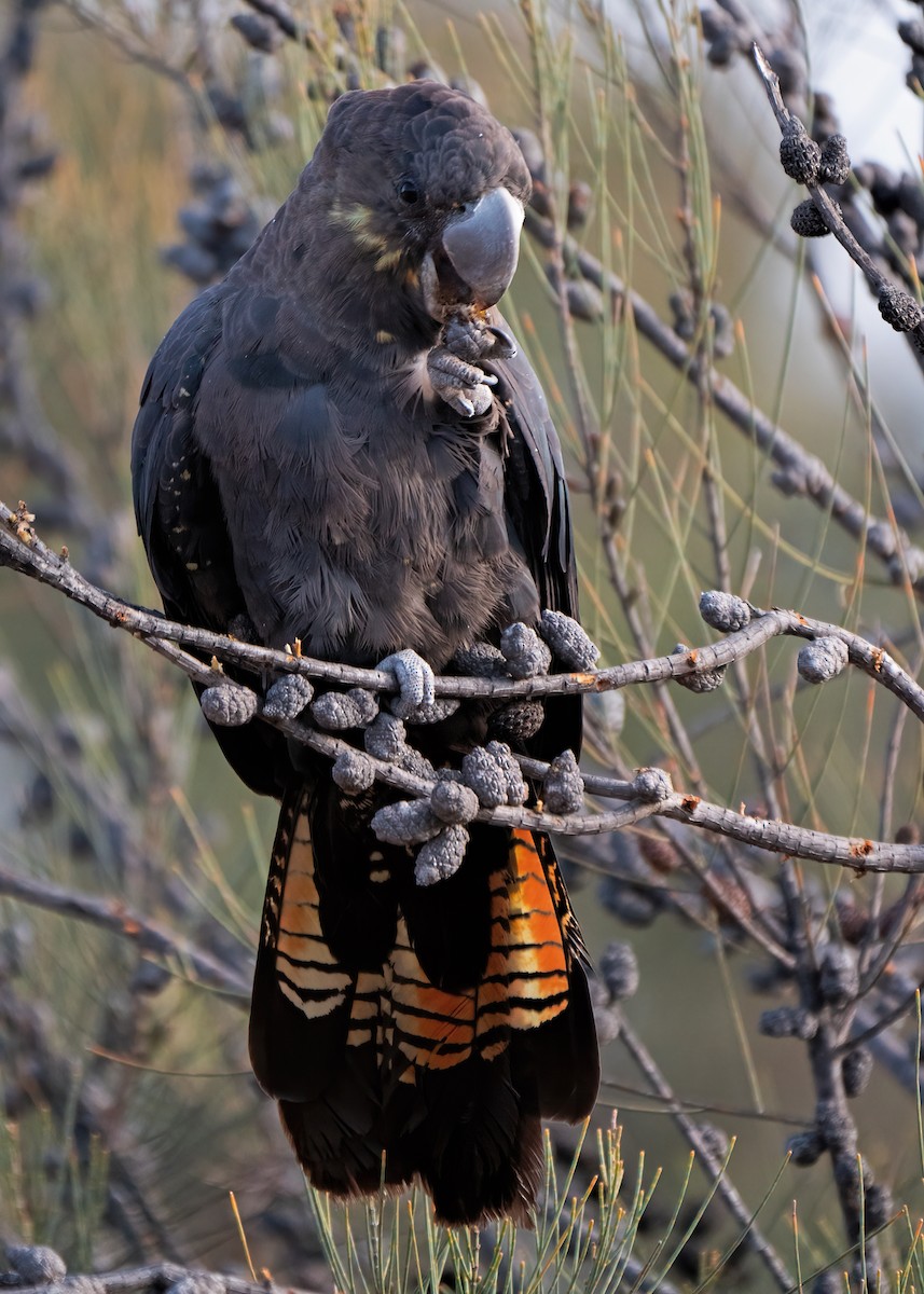 Glossy Black-Cockatoo - ML235663791