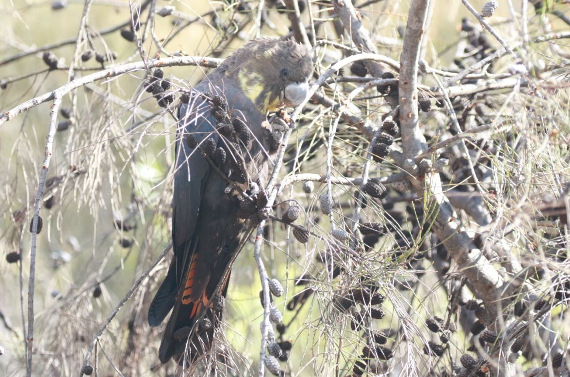 Cacatúa Lustrosa - ML235664001