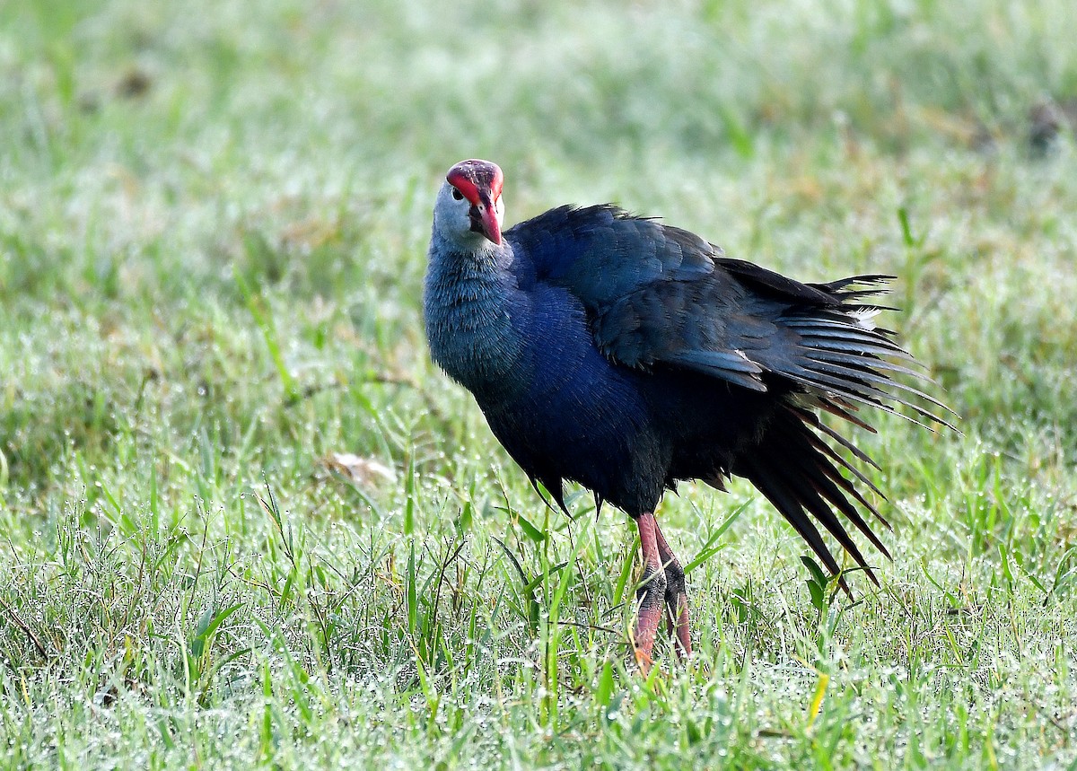 Gray-headed Swamphen - ML235664021