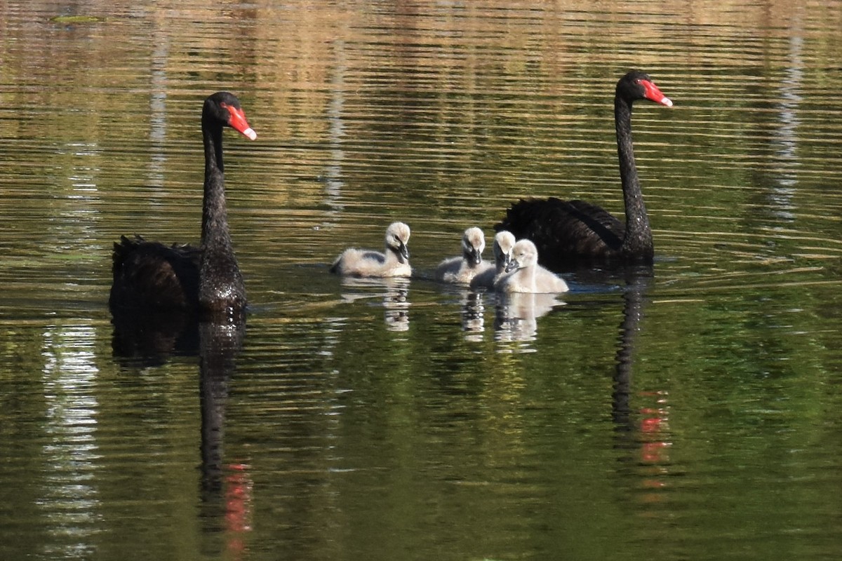 Black Swan - Stephen Haase