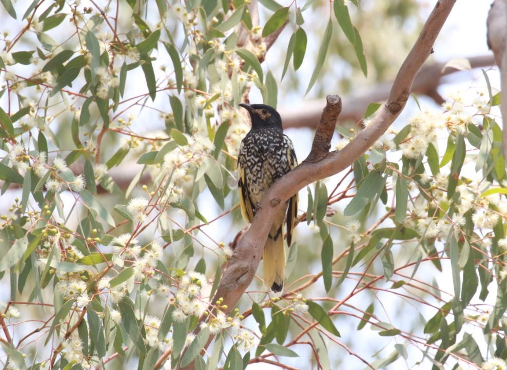 Regent Honeyeater - ML235666461