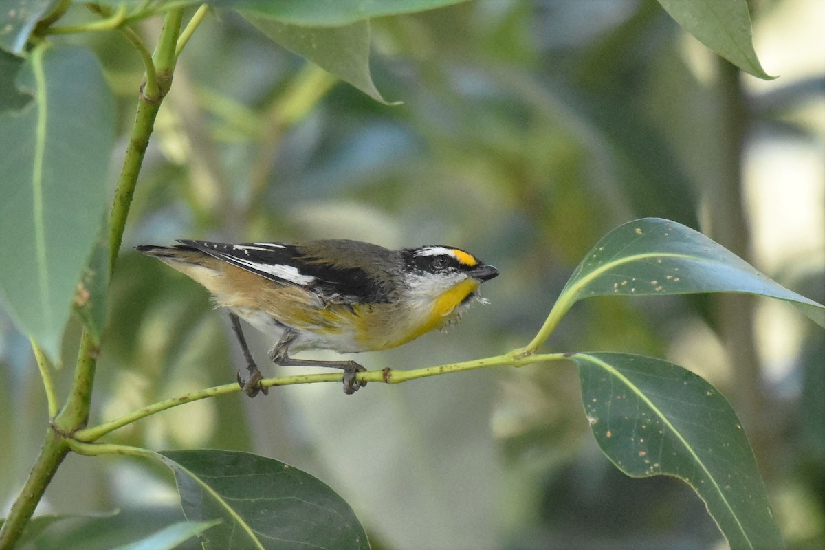 Striated Pardalote - Stephen Haase