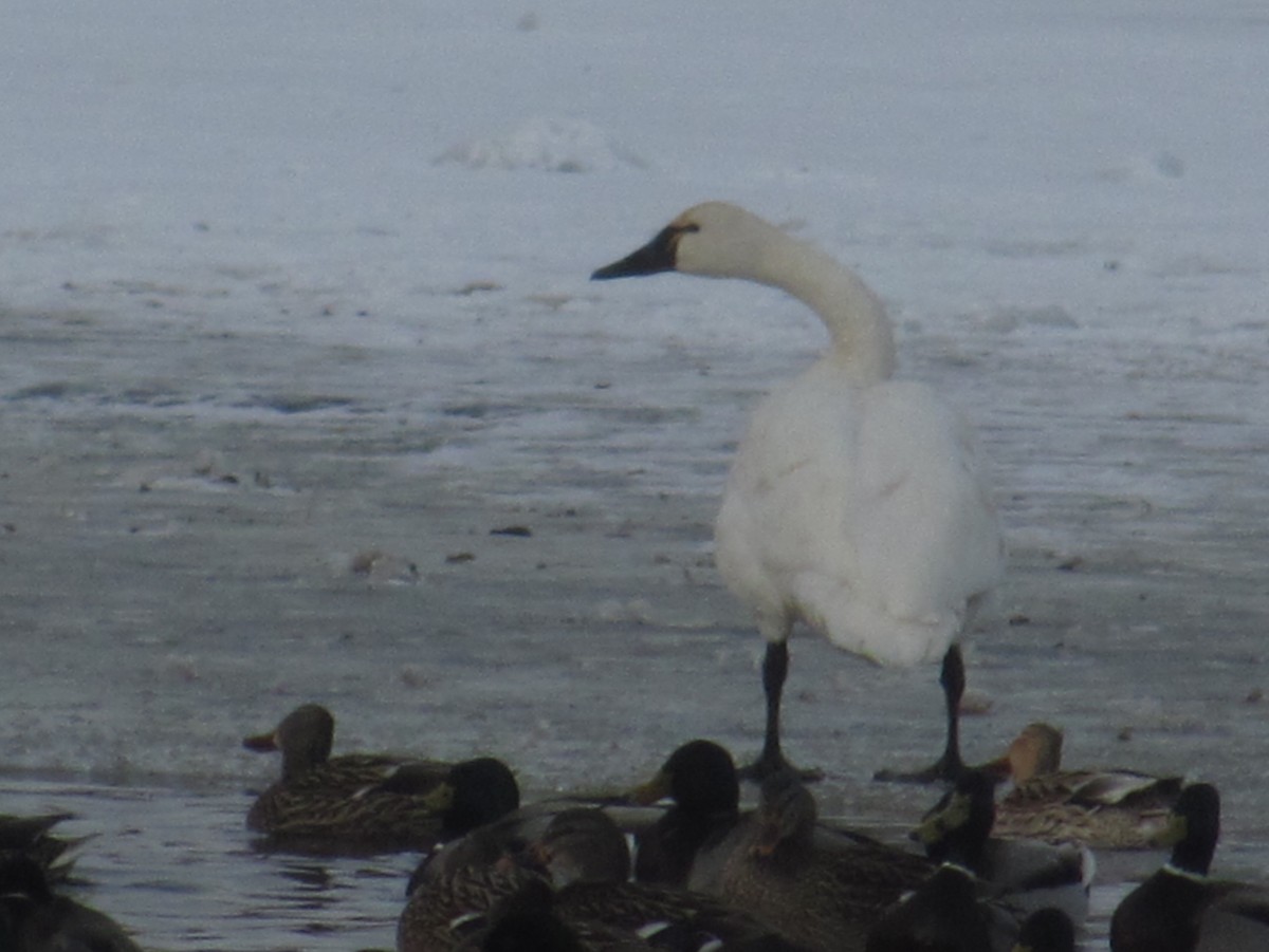 Cisne Chico - ML23566701