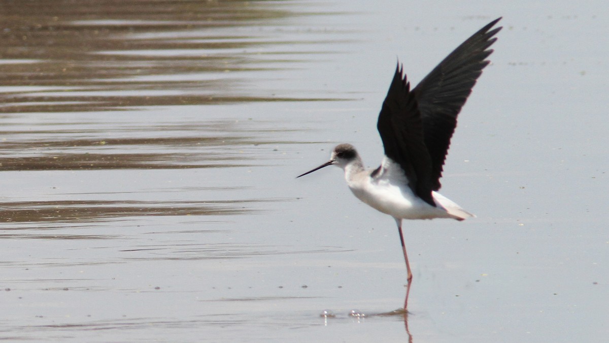 Black-winged Stilt - ML23566841