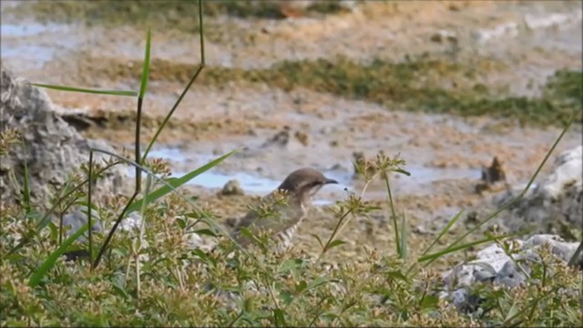 Horsfield's Bronze-Cuckoo - ML235669071