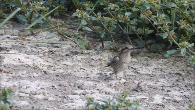 Horsfield's Bronze-Cuckoo - ML235669141