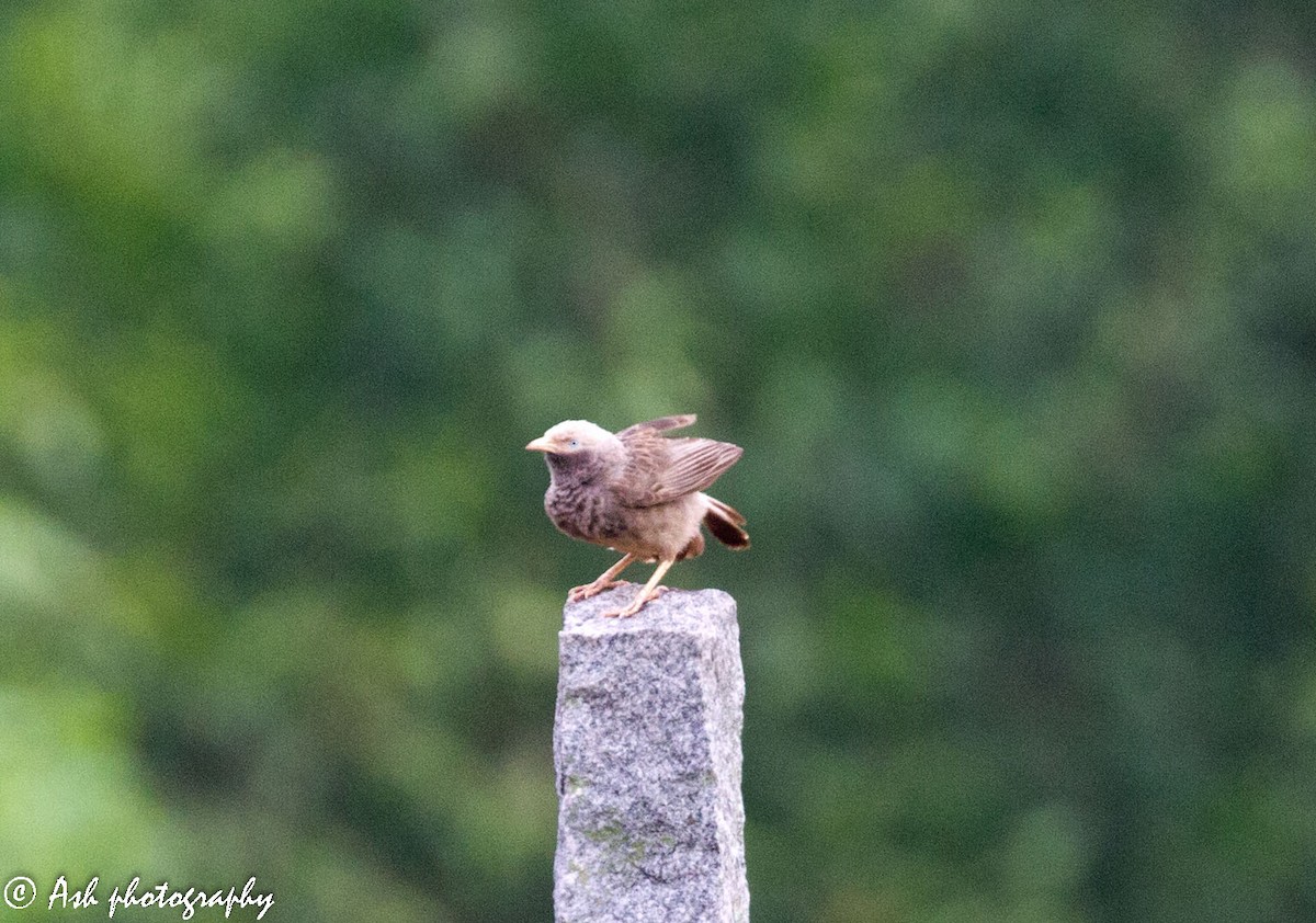 Yellow-billed Babbler - ML235669231