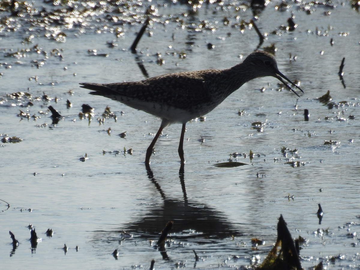 Greater Yellowlegs - ML235669381