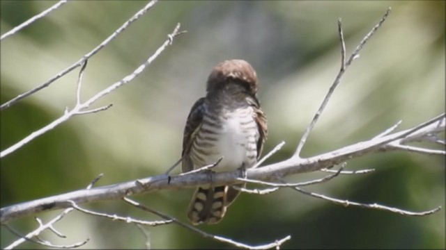 Horsfield's Bronze-Cuckoo - ML235669701