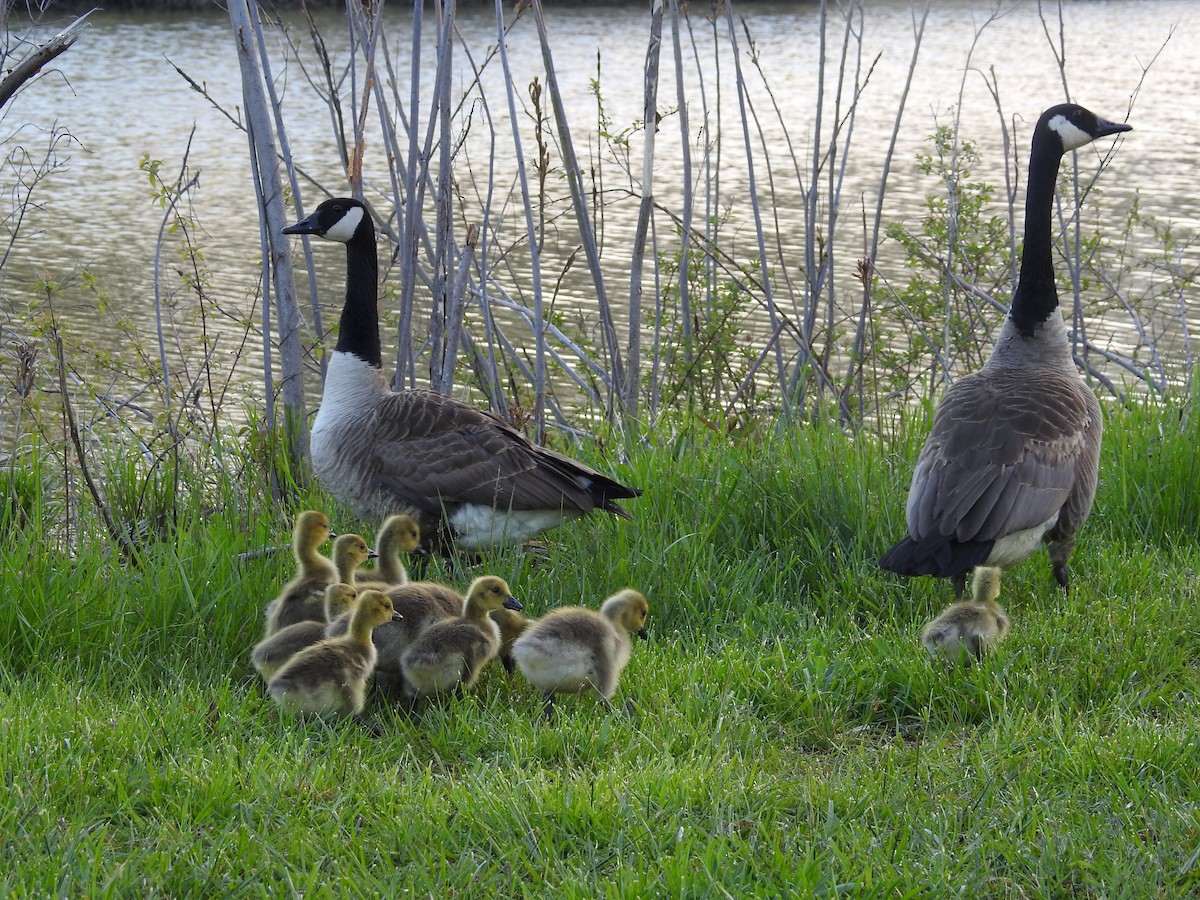 Canada Goose - ML235670681