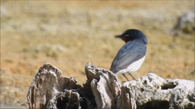 Broad-billed Flycatcher - ML235671031