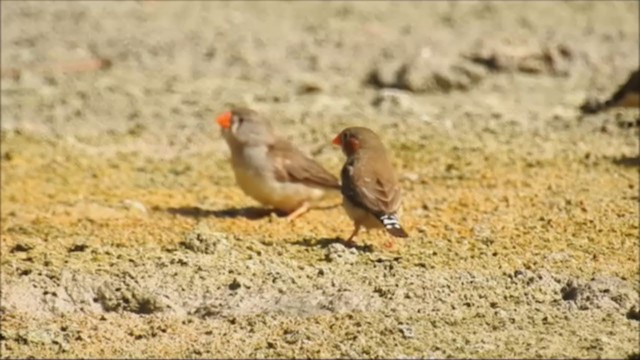 Zebra Finch (Lesser Sundas) - ML235671371