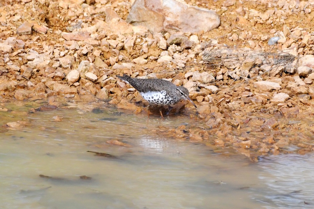 Spotted Sandpiper - ML235671791