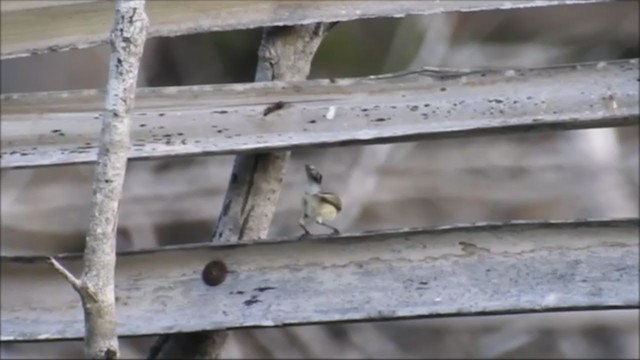 チモールセンニョムシクイ - ML235671801