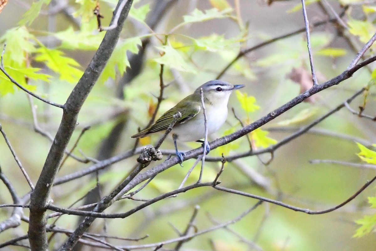 Vireo Ojirrojo - ML235671841