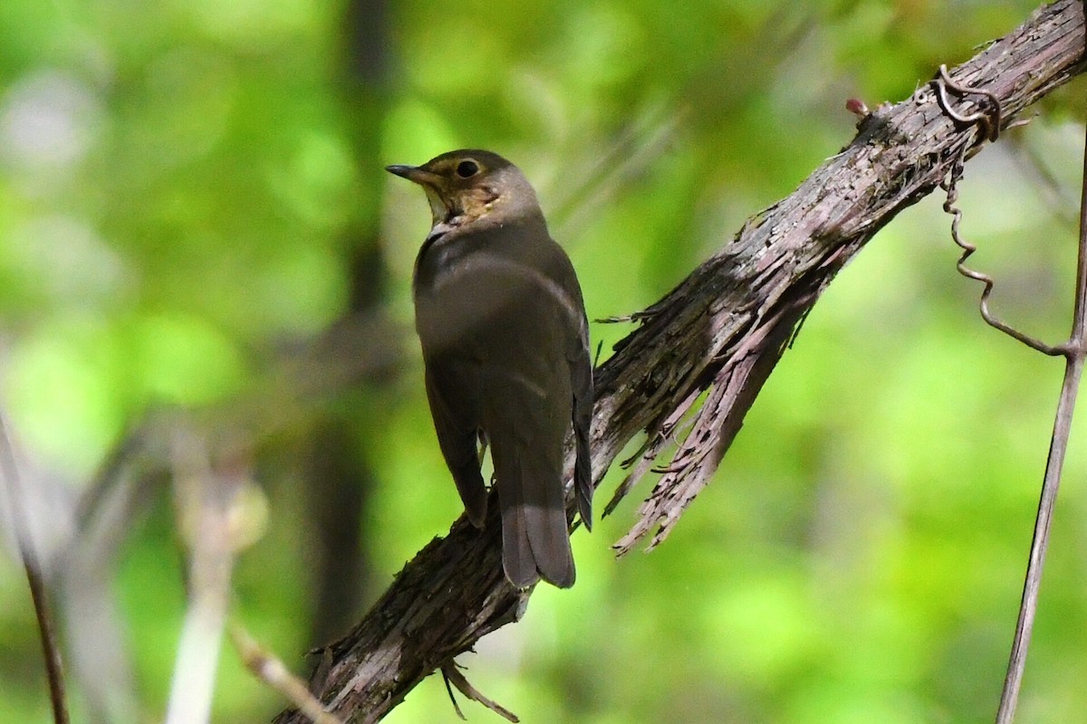 Swainson's Thrush - ML235671901