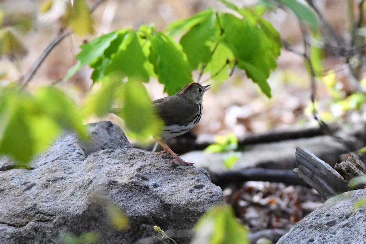 Ovenbird - Michael Myers