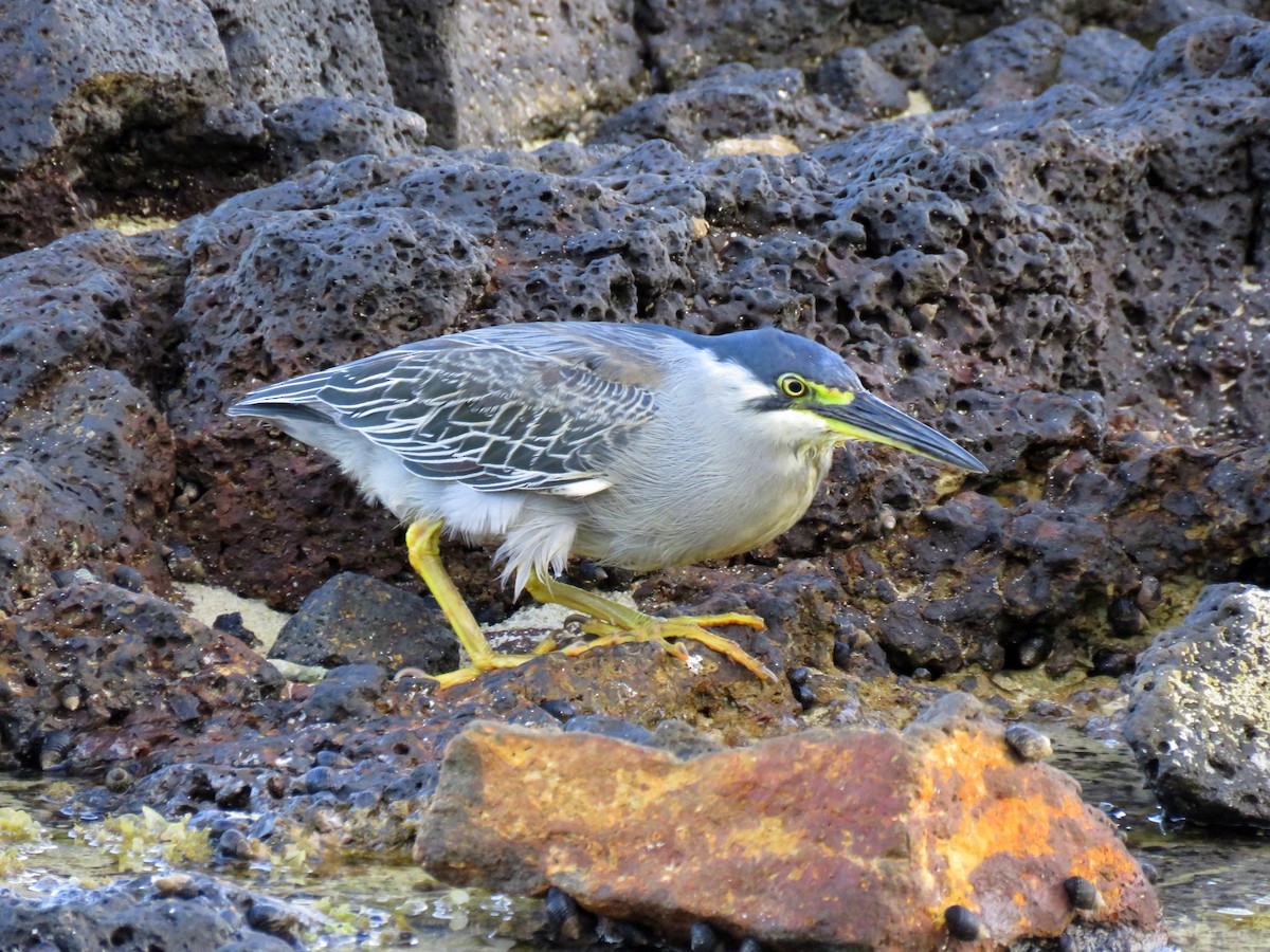 Striated Heron - ML235672091