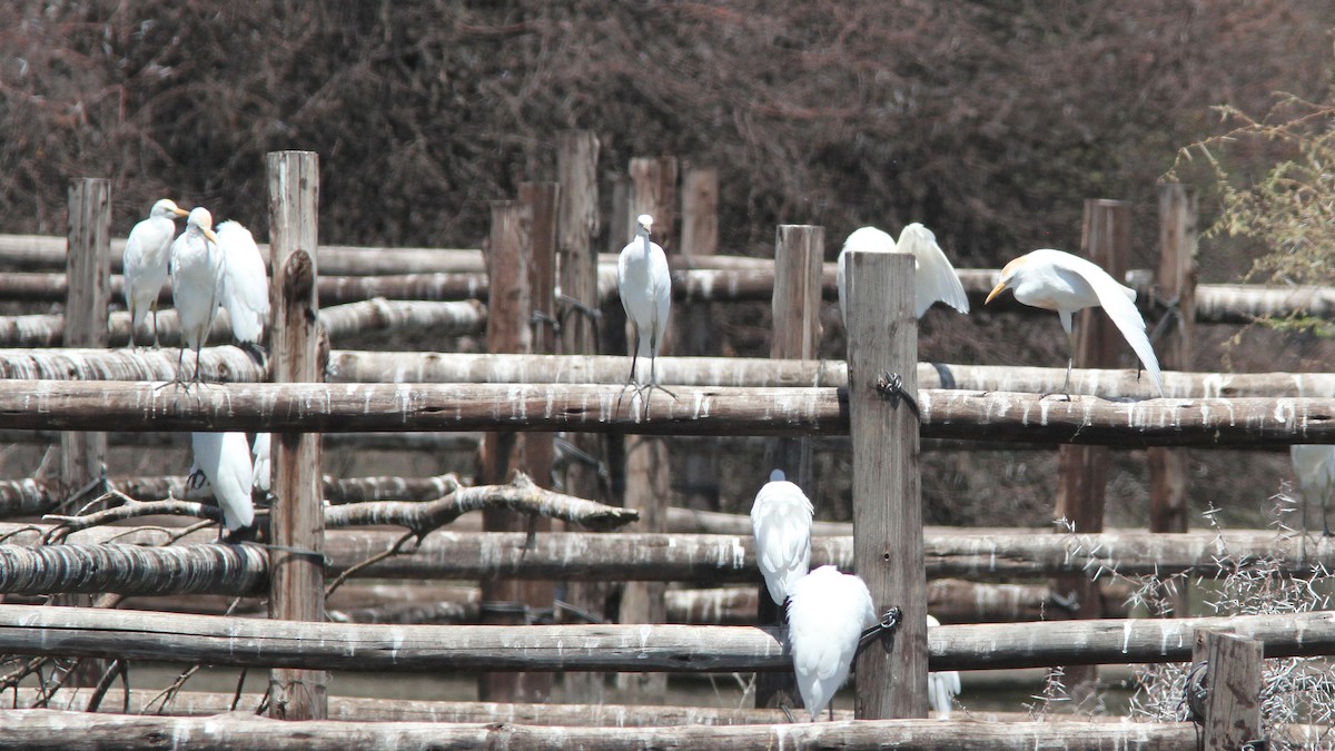 Western Cattle Egret - Daniel Jauvin