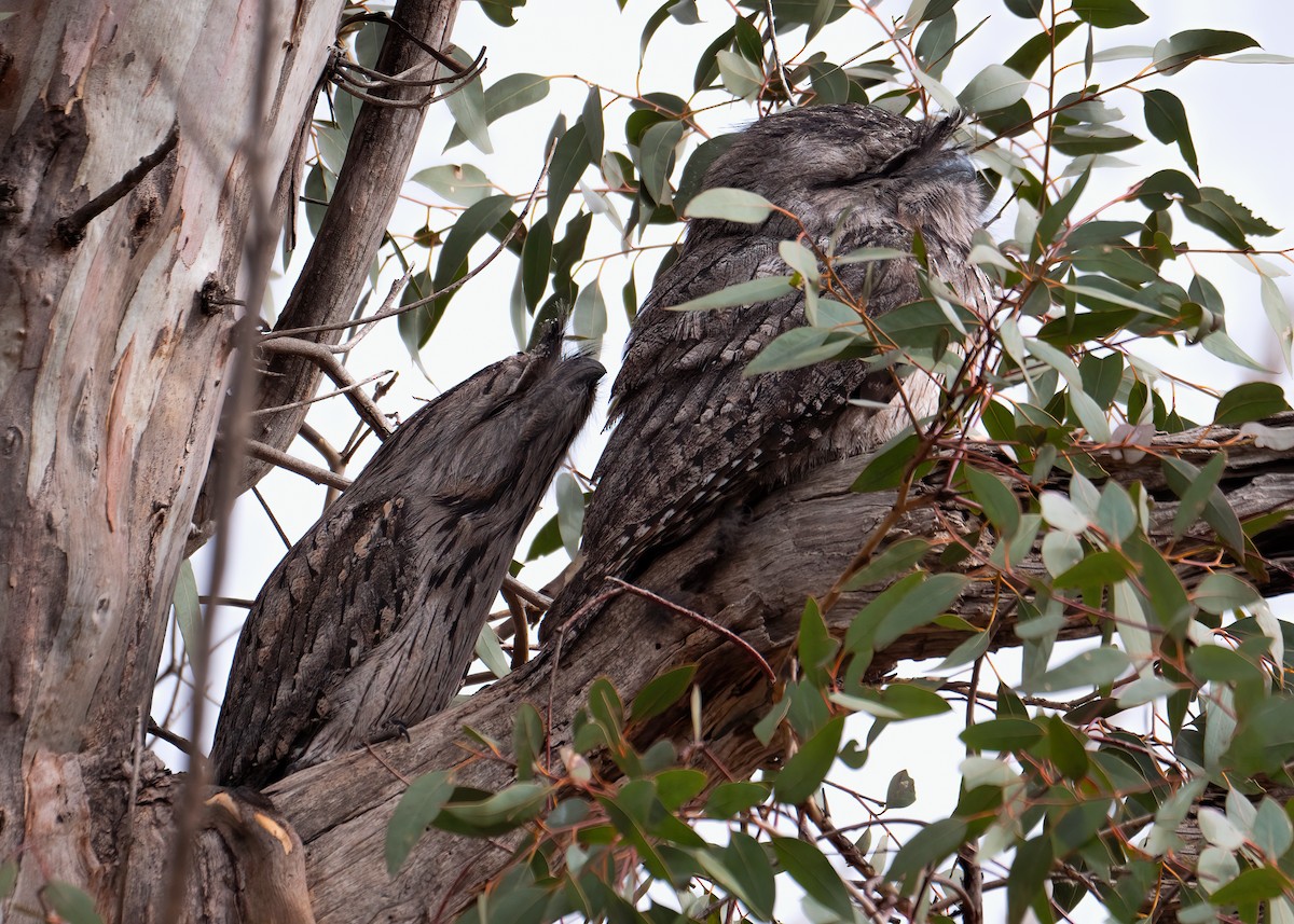 Tawny Frogmouth - ML235672671