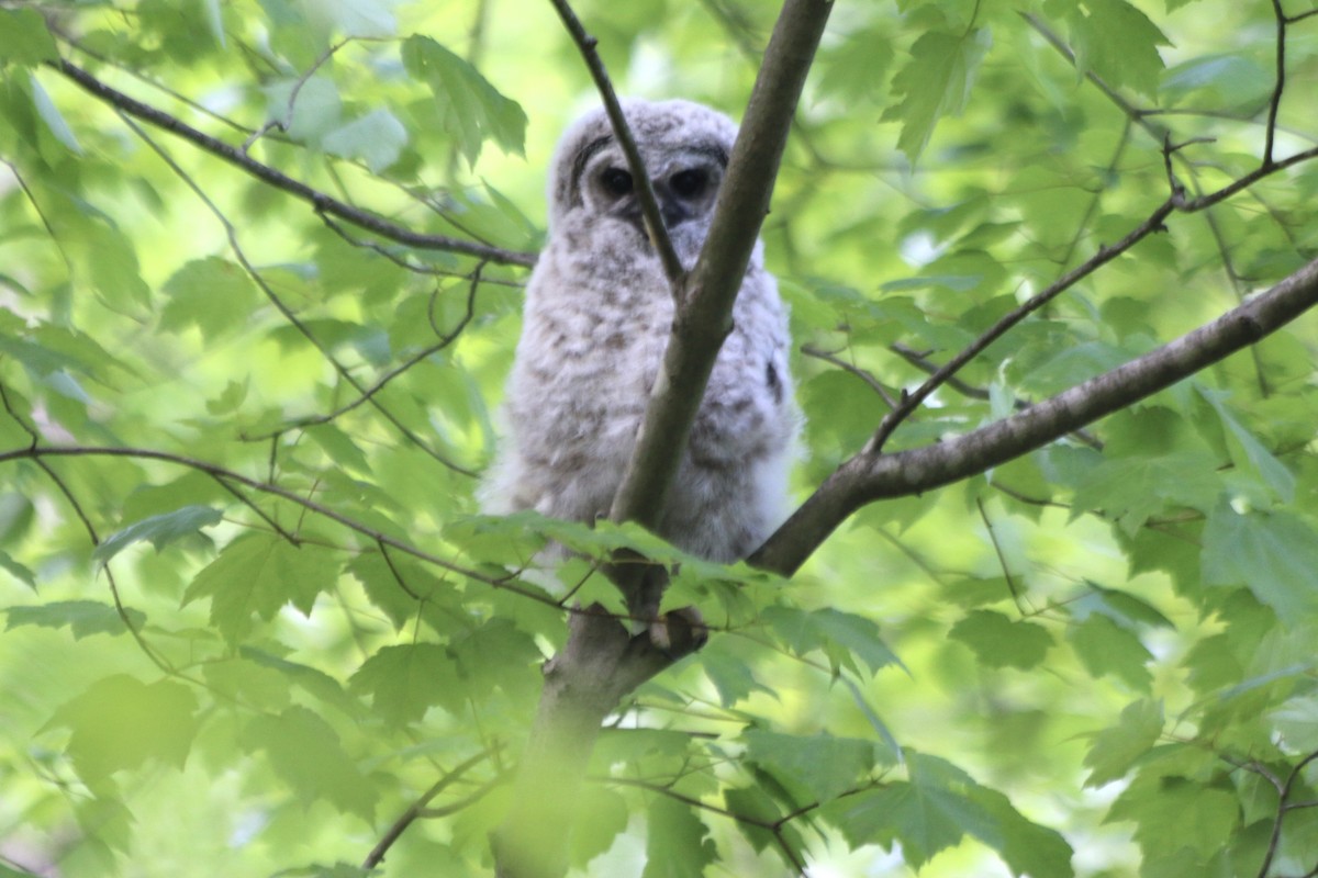 Barred Owl - ML235672751