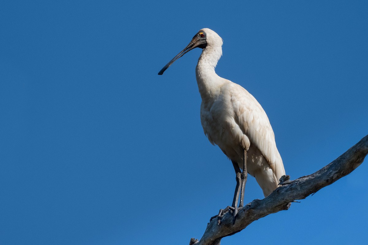 Royal Spoonbill - Terence Alexander