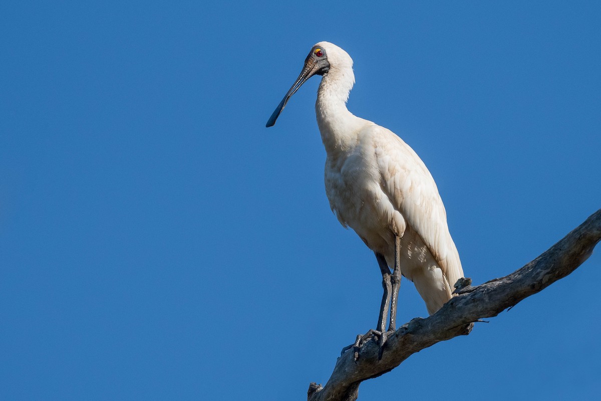 Royal Spoonbill - Terence Alexander