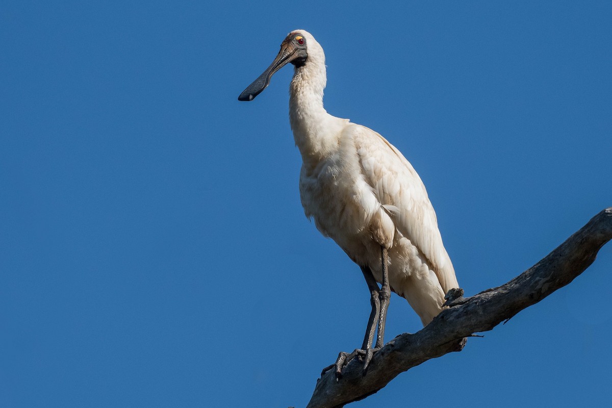 Royal Spoonbill - Terence Alexander