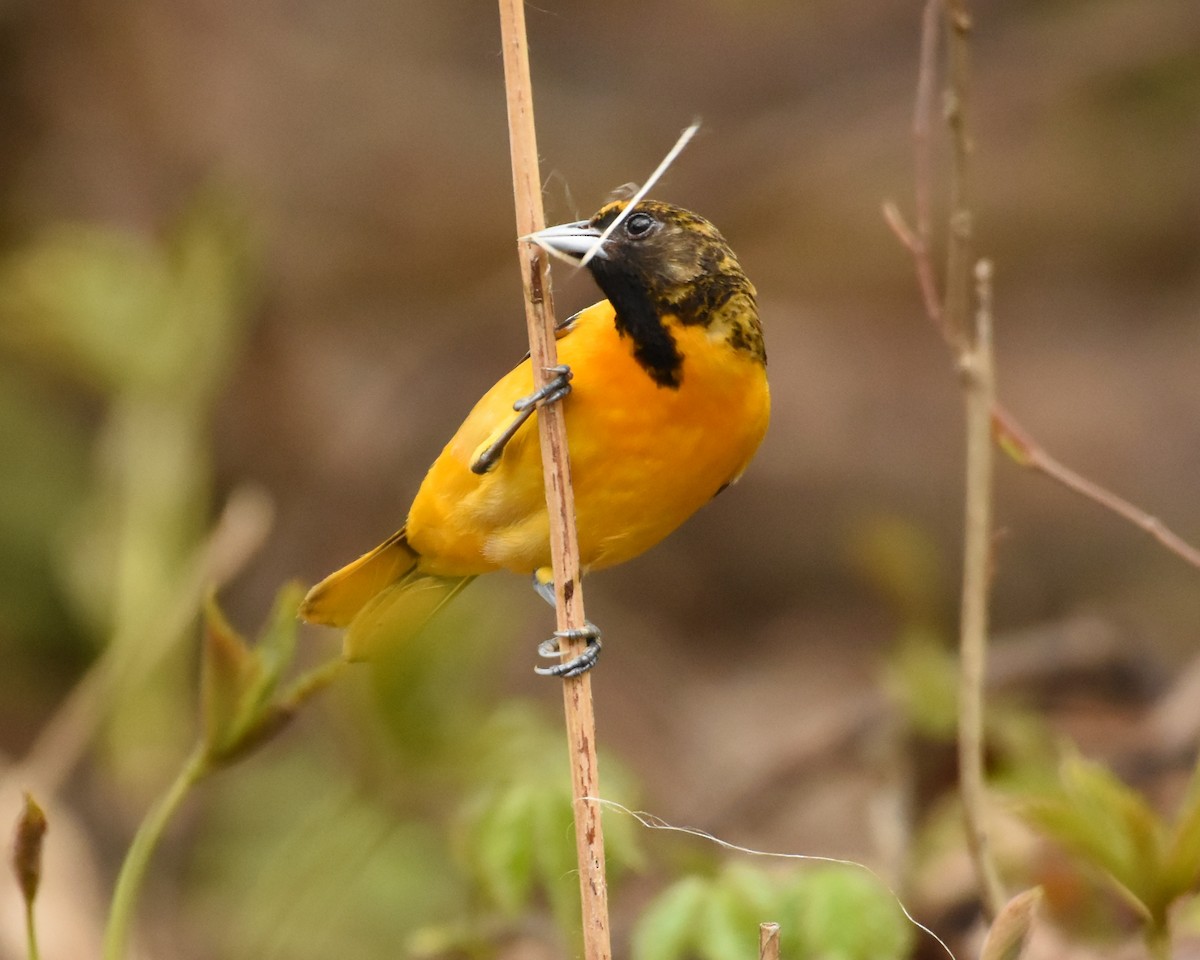 Baltimore Oriole - Brian Hicks