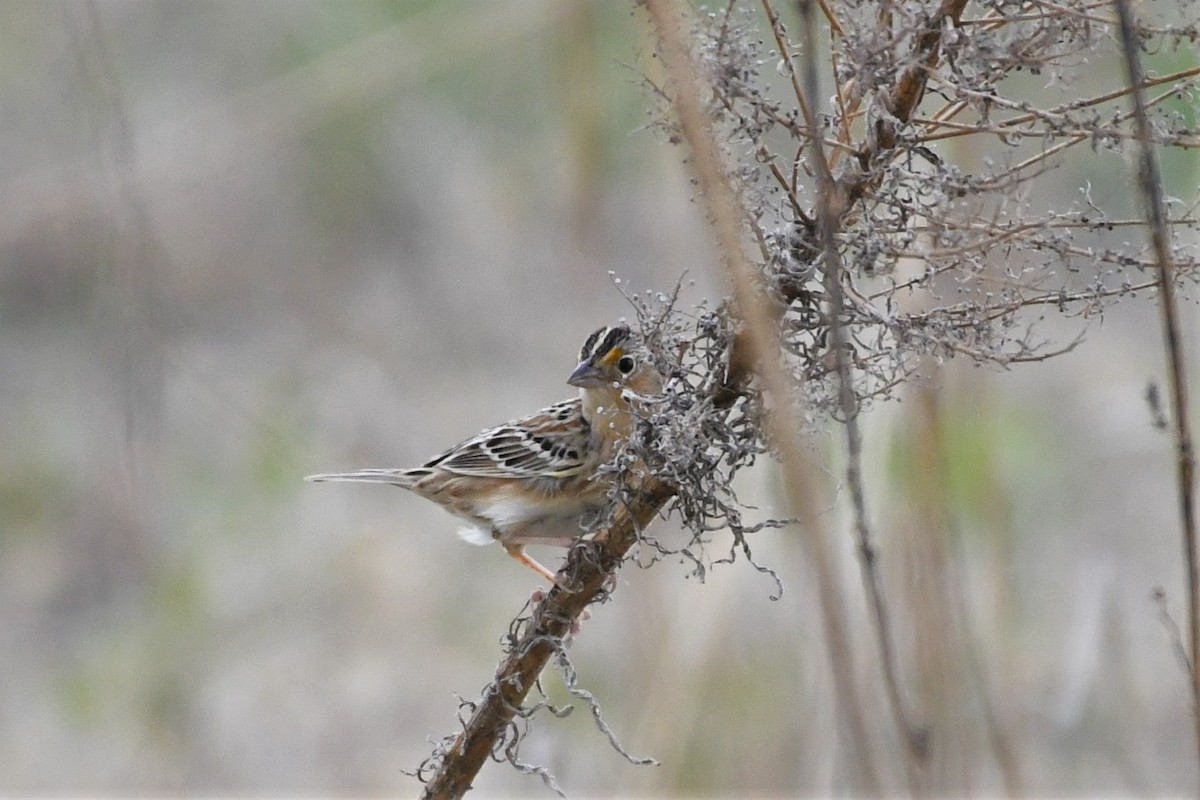 Grasshopper Sparrow - ML235675351