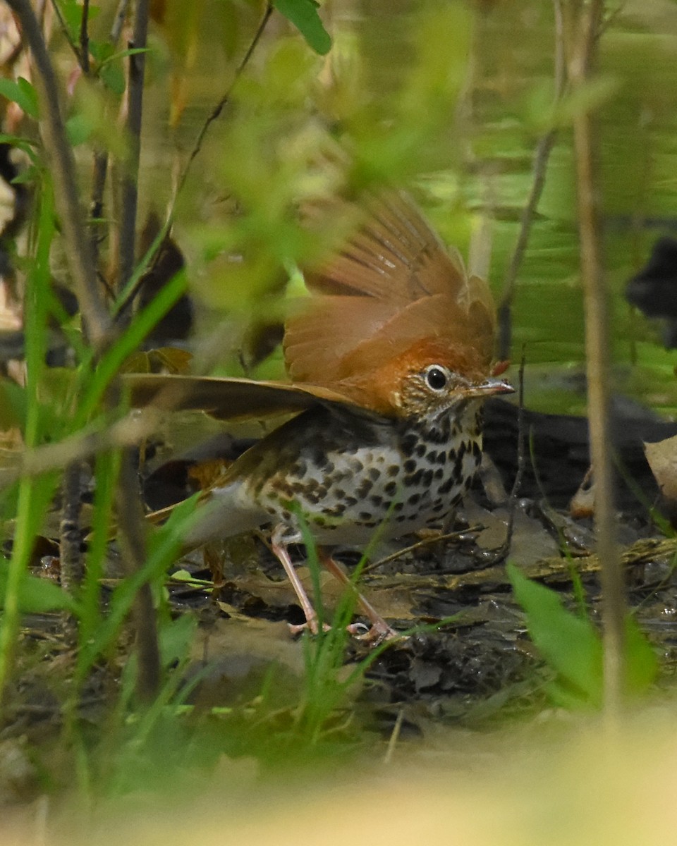 Wood Thrush - ML235676041