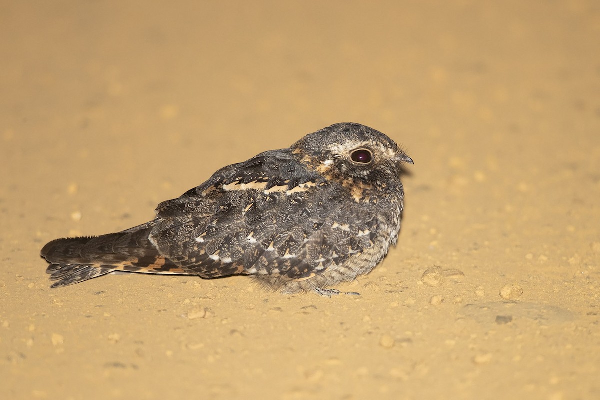 Standard-winged Nightjar - ML235676111