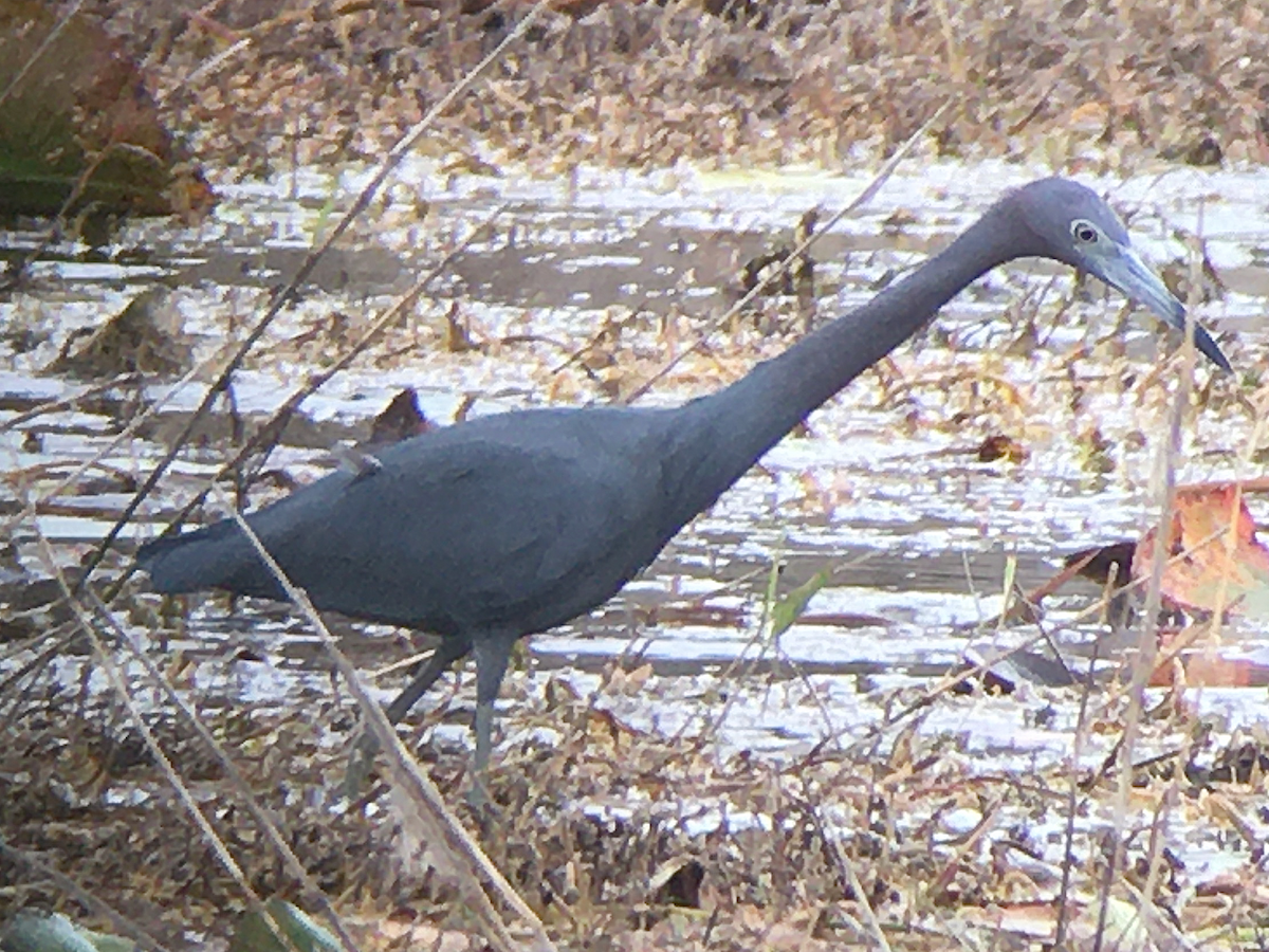 Little Blue Heron - ML235676321