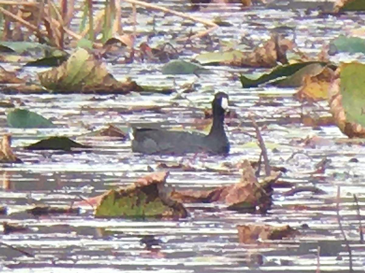 American Coot - ML235676331