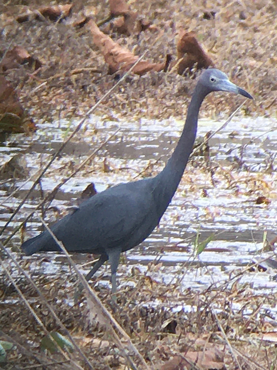 Little Blue Heron - ML235676341