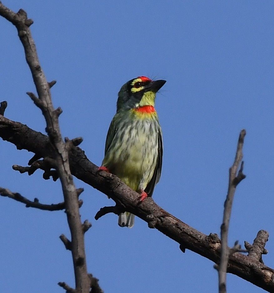 Coppersmith Barbet - ML235676661