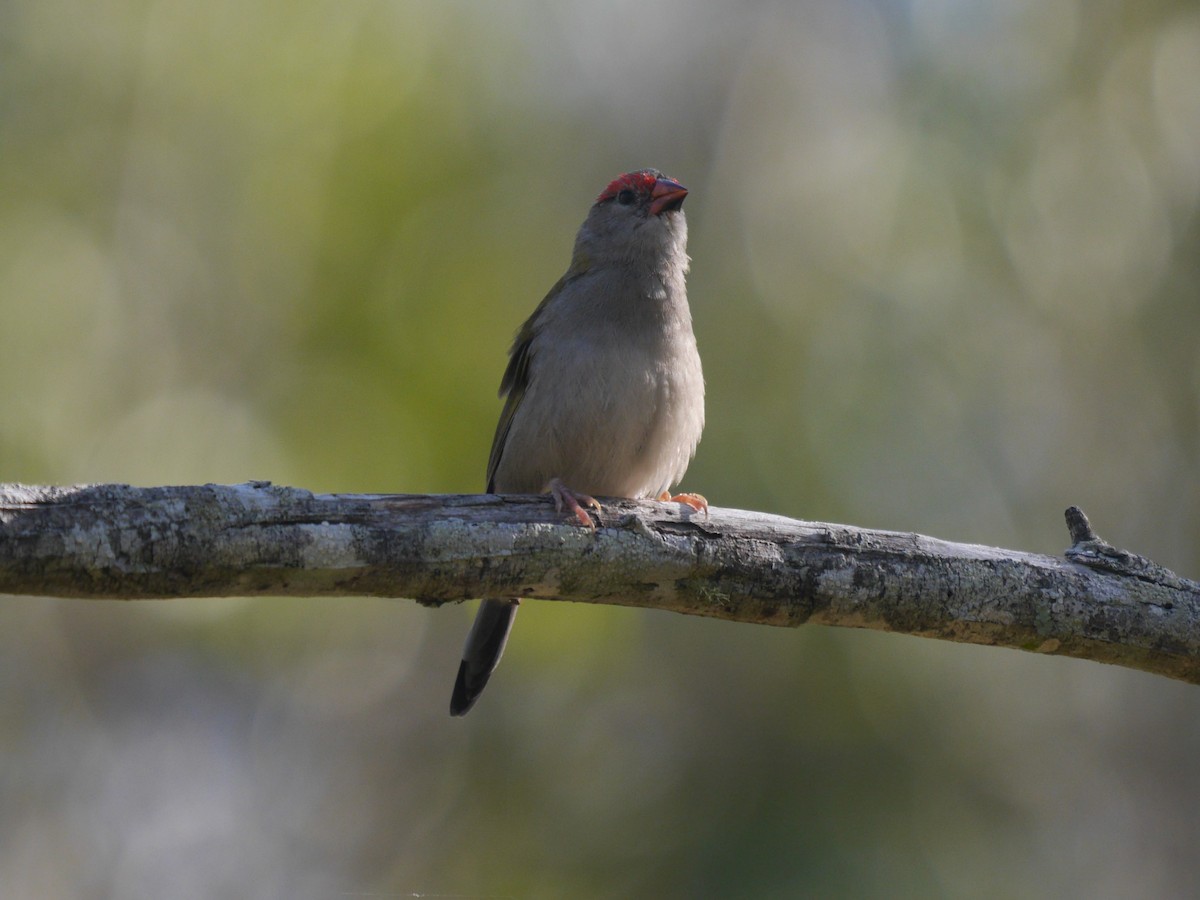 Red-browed Firetail - ML235681031