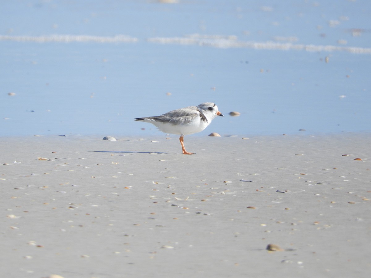 Piping Plover - Shane Carroll